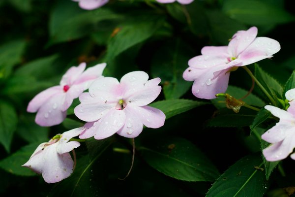 Explorez les Solutions Innovantes pour Optimiser la Récupération de Chaleur avec un Poêle à Bois